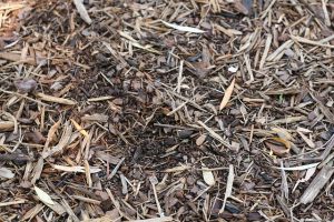 mulch-1100555_640-300x200 Techniques et méthodes