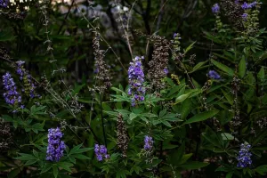 texas-lilac-7450546_640 Les poivriers rustiques