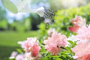 watering-2389940_640-1-300x200 Techniques et méthodes