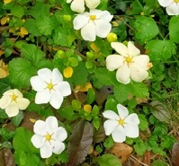 gardenia Gardénia rustique Kleim's hardy