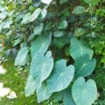 Colocasia rustique Pink China