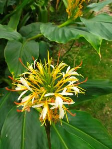 hedy-1-225x300 Cultiver l'Hedychium yunnanense