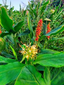 hedy-4-225x300 Cultiver l'Hedychium yunnanense