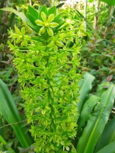 eucomis-3-225x300 Découvrir l'Eucomis pole evansii