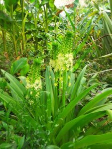 eucomis-pole-evansi-2-225x300 Découvrir l'Eucomis pole evansii